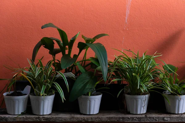 Bomen Verschillende Potten Geplaatst Houten Vloeren Hebben Oranje Muren Voor — Stockfoto