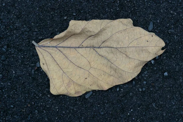 湿ったアスファルトに落ちた乾燥した葉茶色 — ストック写真