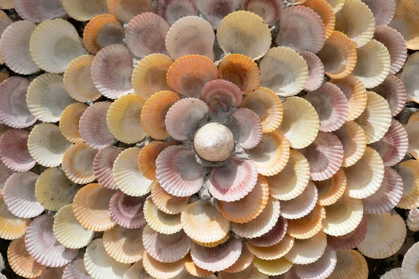 壁の貝からの人工花 — ストック写真