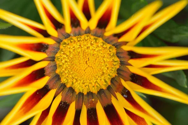 Close Van Gele Oranje Bloem — Stockfoto