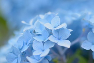 Makro Ayrıntılar mavi ortanca çiçek yaz bahçesinde