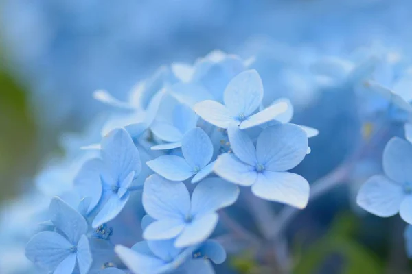 Makro Ayrıntılar mavi ortanca çiçek yaz bahçesinde