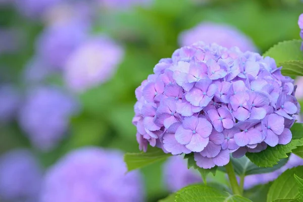 Macro Details Voor Blauwe Hortensia Bloemen Zomertuin Stockfoto