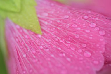 Bahçedeki pembe çiçek