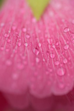 Yeşil yapraklı güzel pembe orkide çiçeği.