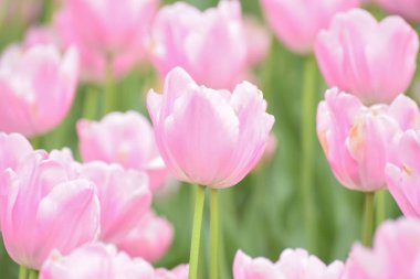 Bahçede yetişen güzel lale çiçekleri