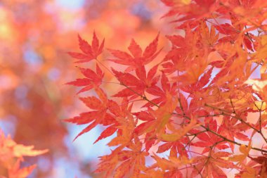 Sonbahar yaprakları, sonbahar mevsimi, bitki örtüsü ve yapraklar