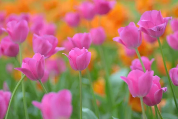 Gyönyörű Tulipán Virágok Nőnek Kertben — Stock Fotó