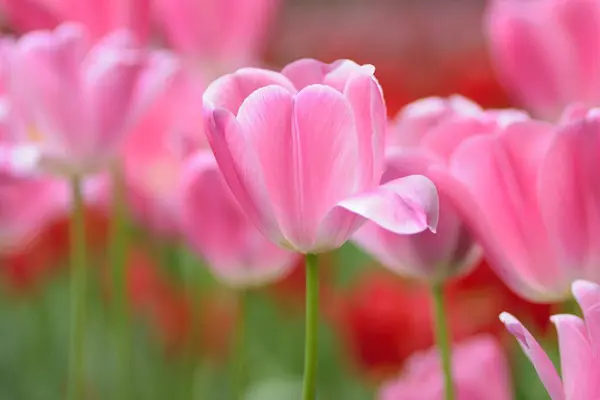 Hermosas Flores Tulipán Creciendo Jardín — Foto de Stock
