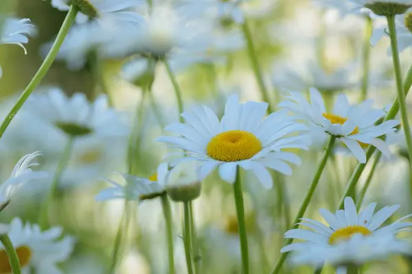 Bahçedeki güzel papatya çiçekleri