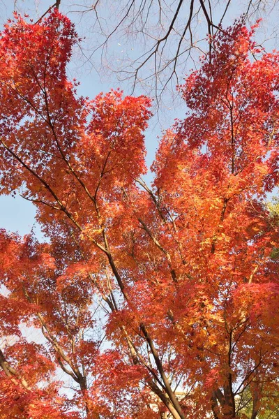 Sonbahar yaprakları, sonbahar mevsimi, bitki örtüsü ve yapraklar