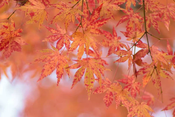 Herfstbladeren Herfstseizoen Flora Gebladerte — Stockfoto