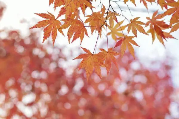 Sonbahar yaprakları, sonbahar mevsimi, bitki örtüsü ve yapraklar