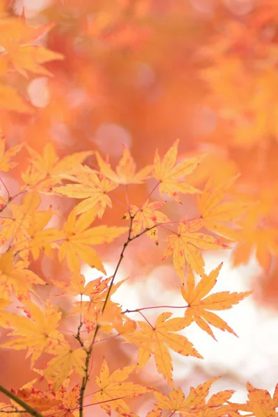 Herfstbladeren Herfstseizoen Flora Gebladerte — Stockfoto