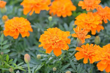 Bahçede çiçek açan portakal çiçekleri.