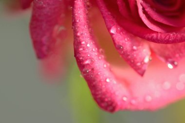 Su damlacıklarıyla güzel pembe güllere yaklaş