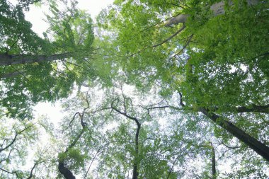 Ormanda gökyüzü arka planlı yeşil ağaçlar