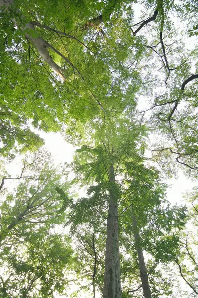 Arbres Verts Dans Forêt Avec Fond Ciel — Photo