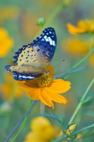 Bahçedeki sarı çiçekte oturan kelebek