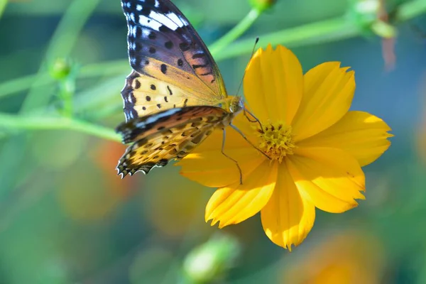 Бабочка Сидящая Желтом Цветке Саду — стоковое фото