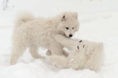 Ormandaki Samoyeds oyunda kış