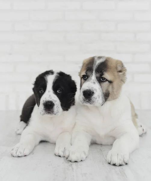 Inglés bulldog cachorros jugando en estudio sobre fondo blanco — Foto de Stock