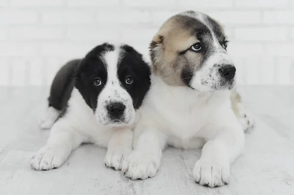 English bulldog puppies playing in Studio on white background — Stock Photo, Image