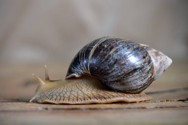 salyangoz stüdyo yakın çekim
