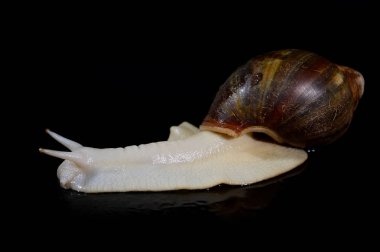 salyangoz stüdyo yakın çekim