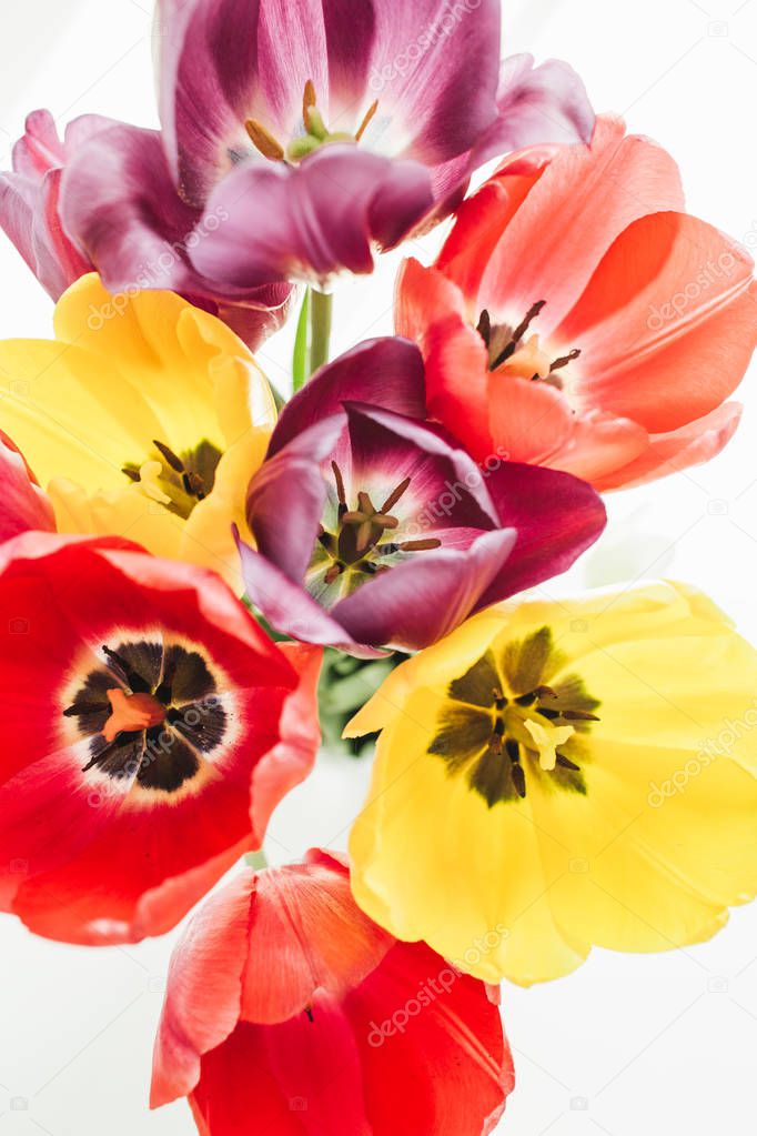 Colorful fresh tulip flowers bouquet on white background.