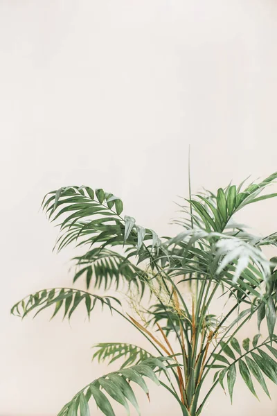 Tropisk Palm Lämnar Blekt Pastell Beige Bakgrund Minimal Livsstilskoncept — Stockfoto