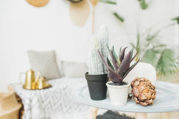 Sukkulenter Kaktus Blumentopf Und Trockene Protea Blüten Minimale Inneneinrichtung — Stockfoto