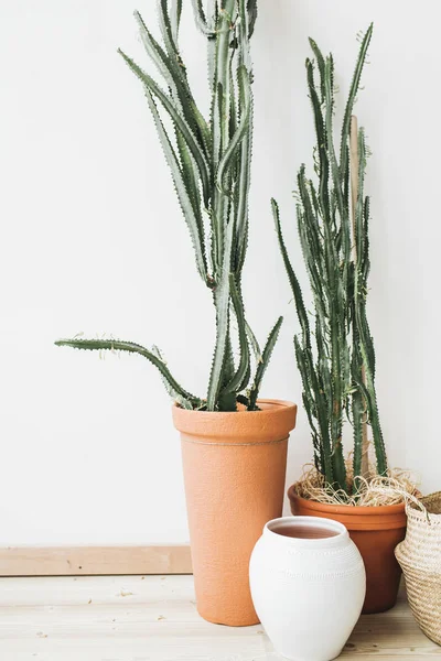白い壁で植木鉢に多肉植物 サボテン ミニマルなホーム デザイン インテリア — ストック写真