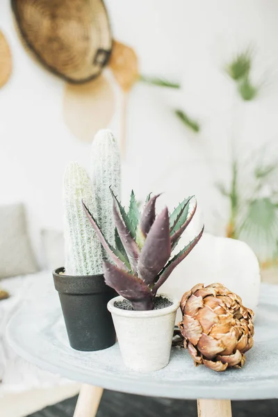 Sukkulenter Kaktus Blumentopf Und Trockene Protea Blume — Stockfoto