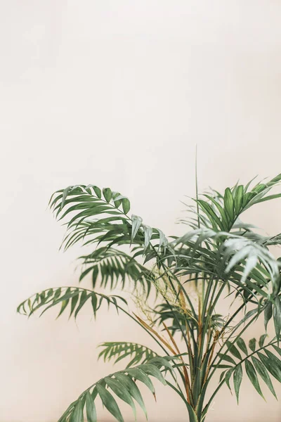 Exotiska Tropiska Palmkvistar Blekt Pastell Beige Bakgrund Minimal Blommig Koncept — Stockfoto