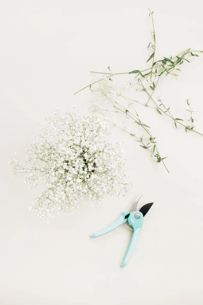 White gypsophila flowers and garden pruner. Flat lay, top view gardening background.