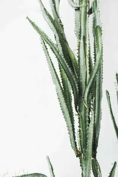 Saftiga Cactus Vit Bakgrund Minimal Livsstilskoncept — Stockfoto