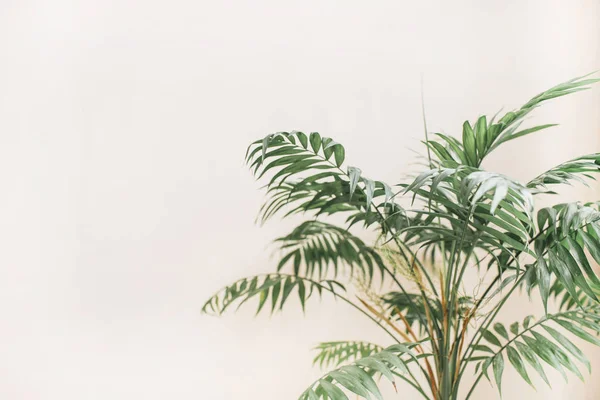 Exotiska Tropiska Palmkvistar Blekt Pastell Beige Bakgrund Minimal Blommig Koncept — Stockfoto