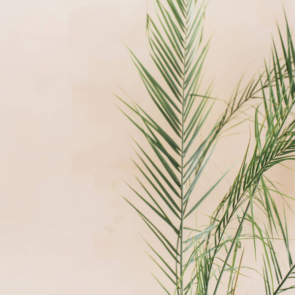 Tropical palm leaves on pale pastel beige background. Minimal lifestyle concept.