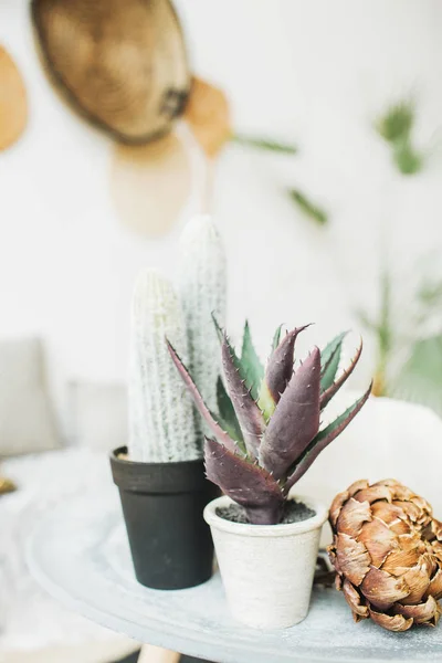 Sukkulenter Kaktus Blumentopf Und Trockene Protea Blüten Minimales Wohndesign Inneneinrichtung — Stockfoto