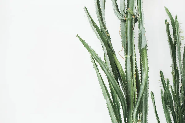 Sappige Cactus Witte Achtergrond Minimale Levensstijl Concept — Stockfoto