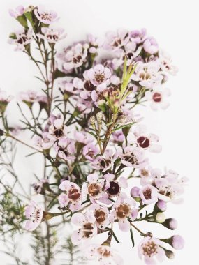 Okaliptüs ve kır çiçeği şube. En az çiçek arka plan.