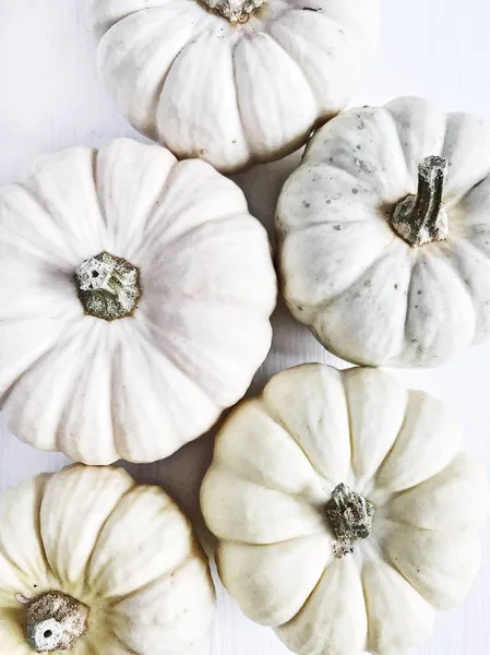 Zucche Bianche Autunno Autunno Concetto Minimale Posa Piatta Vista Dall — Foto Stock