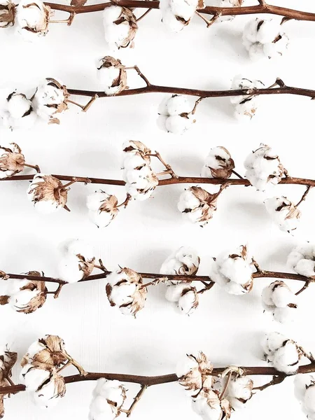 Branches Coton Isolées Sur Fond Blanc Couché Plat Vue Dessus — Photo