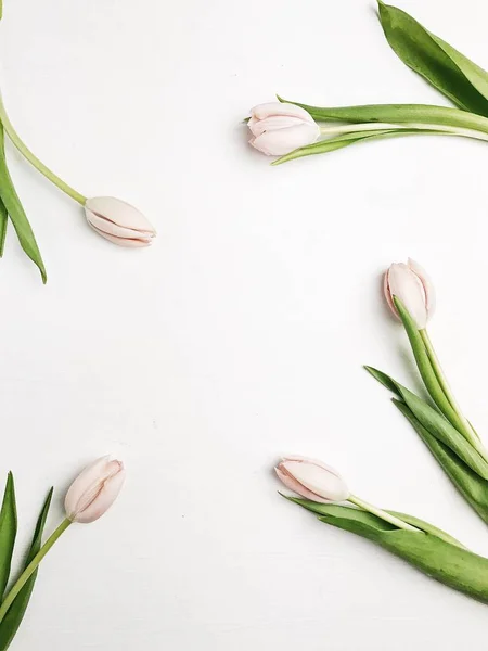 Ram Rosa Tulpan Blommor Vit Bakgrund Platt Lekmanna Top View — Stockfoto