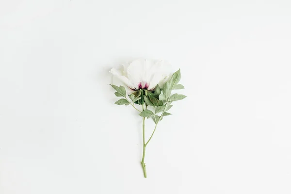 Біла Квітка Півонії Білому Тлі Плоский Прошарок Вид Зверху — стокове фото