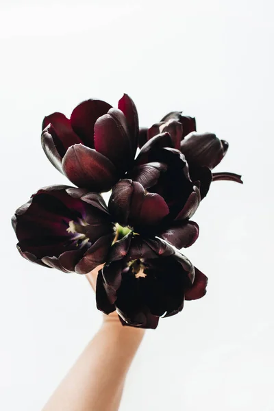 Mujer Mano Sosteniendo Ramo Flores Tulipán Negro Sobre Fondo Blanco — Foto de Stock