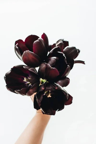 Woman hand holding black tulip flowers bouquet on white background. Flat lay, top view.