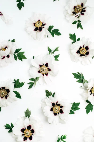 White peonies flowers pattern on white background. Flat lay, top view.