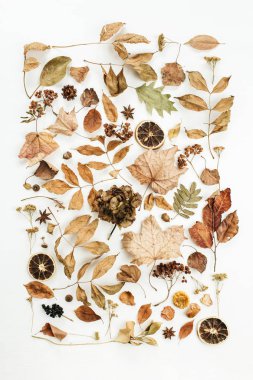 Düz yatıyordu, en iyi görünüm. Beyaz arka plan üzerinde sonbahar doku ile Kuru sonbahar yaprakları.
